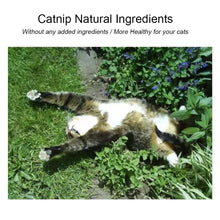 Load image into Gallery viewer, Kitty Yum Treat